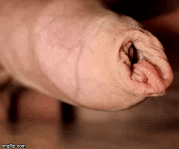 Uncut cock — 43